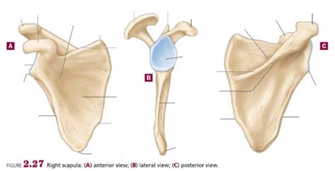 Bio 201 Appendicular Skeleton Scapula 3 Views Diagram Quizlet