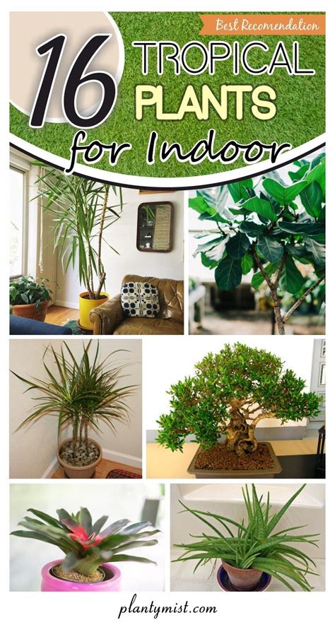 Tropical Plants For Indoor Indoor Tropical Plants Tropical House