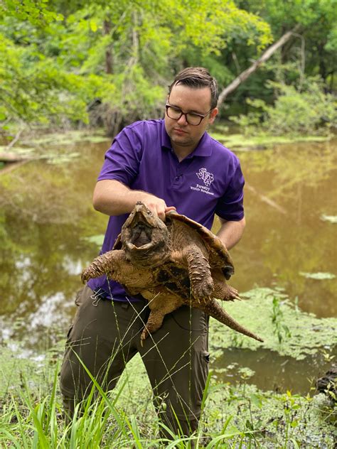 Sfa Researchers Assist In Multi Agency Effort To Return Alligator