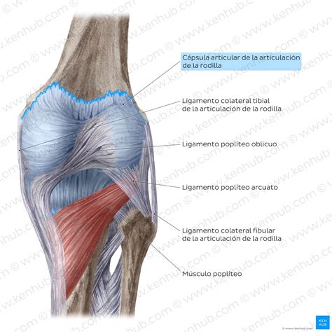 Rodilla Y Pierna Anatomía Completa Huesos Músculos Kenhub