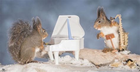 Photographer Takes Wonderful Pictures Of Squirrels Playing Tiny