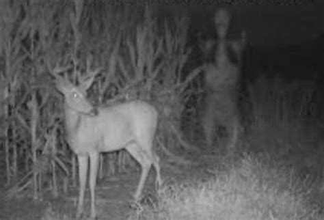 9 Real Creepy Trail Cam Capture Moments You Have To Watch Campark