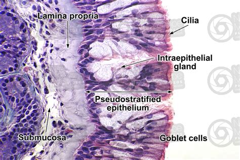 Man Nasal Mucous Membrane Vertical Section 500x Man Mammals