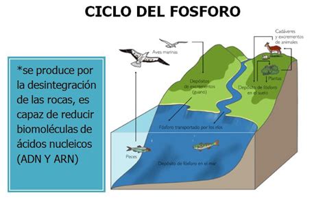 Ecologia Ciclos Sedimentarios