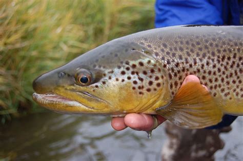 Brown Trout Head Missouri River Flickr Photo Sharing