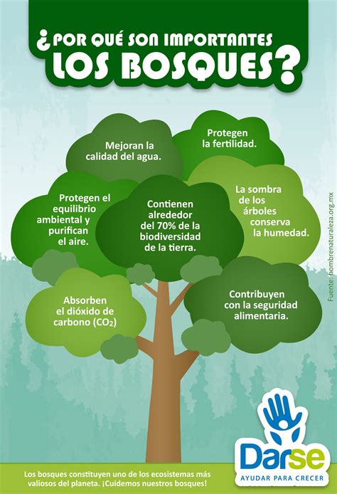 La Importancia De Los Bosques En La Tierra Infografia Infographic