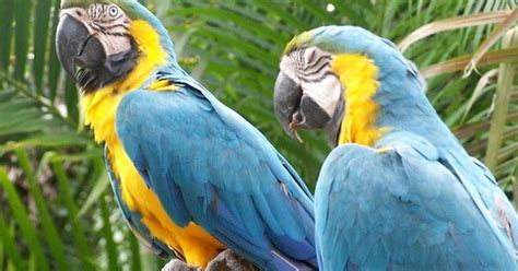 Parrots, biologically termed as psittacine, are birds that belong to psittaciformes order. Pet Stores Guide: Types Of Parrots