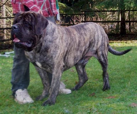 2 Year Old English Mastiff Tyson He Is 32 Inches At The Wither And
