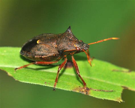 Hemiptera True Bugs — Maine Entomological Society