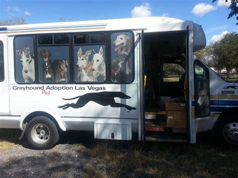 Greyhound Pet Adoption Las Vegas Las Vegas Nv