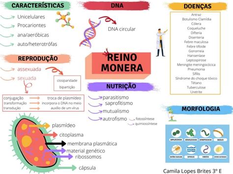 Reinos Resumos E Mapas Mentais Infinittus