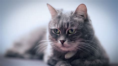 Download Wallpaper 1366x768 Cat Muzzle Whiskers Eyes Blurring