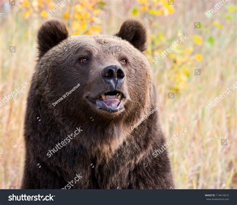 Grizzly Bear Portrait Stock Photo 114414610 Shutterstock