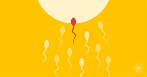 Conception And Pregnancy How Fertilization And Implantation Actually Work