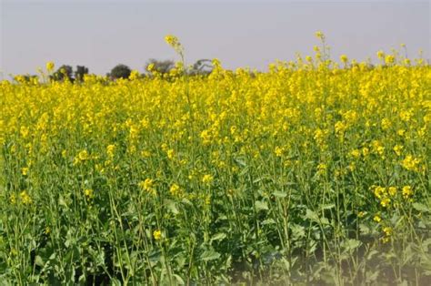 Gm Mustard Set To Get Approval From Geac To Become First Food Crop To