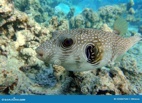 Whitespotted Puffer Fish Arothron Hispidus In The Red Sea Stock Photo