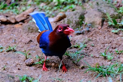 Sri Lanka Blue Magpie Sinharaja Rainforest Ruth Close Flickr
