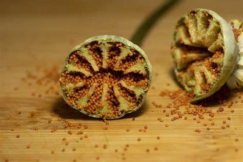 Poppy Seed Pod Macro Photography Tutorial Exploring Inside And Out