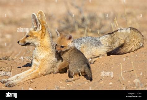 Cape Fox With Baby Playing Stock Photo Alamy