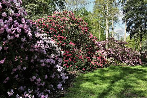Wer sich freizügig im garten der öffentlichkeit preisgibt, braucht sich nicht wundern, dass dies auch neugierige blicke der nachbarn auf sich zieht. Rhododendren Foto & Bild | landschaft, garten ...