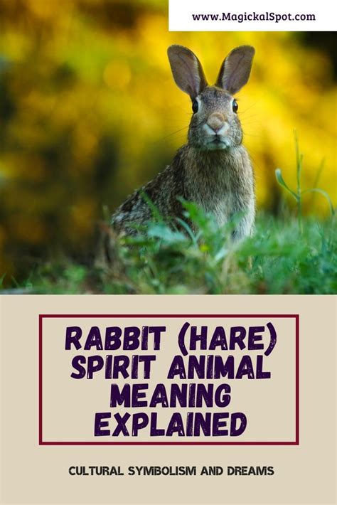 Learn More About Rabbit Hare Spirit Animal Meaning Ive Also