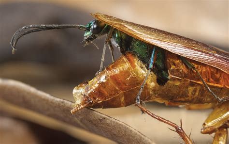 How A Wasp Turns Cockroaches Into Zombies Scientific American Li