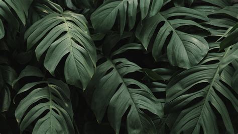 Download Leaf Plants Big And Green Nature Wallpaper