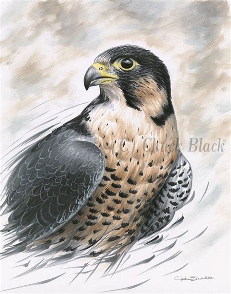 Original Art Peregrine Falcon Drawing Signed By Wildlife Artist