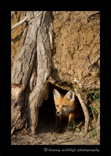 Fox Den Vertical Red Foxes North American K S North American Wildlife Harvey Wildlife