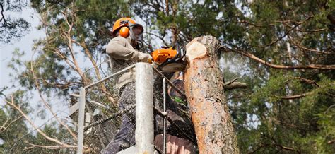 Now you can get answers to all questions from tree cutting pros! Tree Services