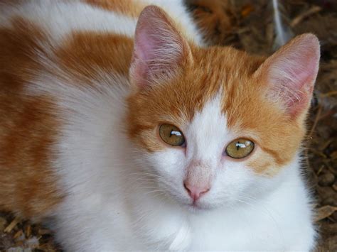 White And Orange Tabby Cat · Free Stock Photo