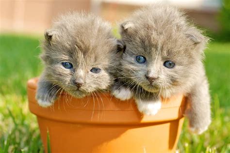 Two Cute Kittens Stock Photo Image Of Outside Eyes 20861044