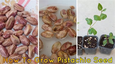Easy Simple Method To Grow Pistachio Tree From Seed Germinate