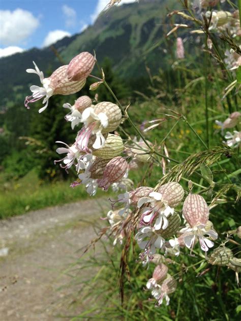Swiss Alps Meadow Ok So Not My Yard Flowers My Flower Plants
