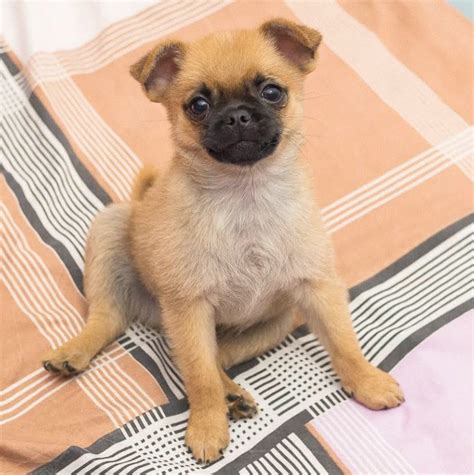 Pom A Pug History Temperament Care Training Feeding And Pictures