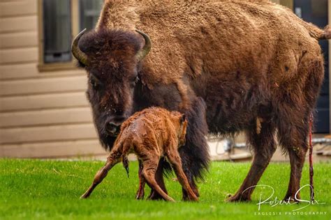 Photographer Captures Birth Of Bison In Ynp Abc Fox Bozeman