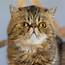 Exotic Shorthair  Animals For Hollywood