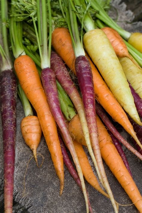 Heirloom Carrots Heirloom Vegetables Raw Vegetables Carrots