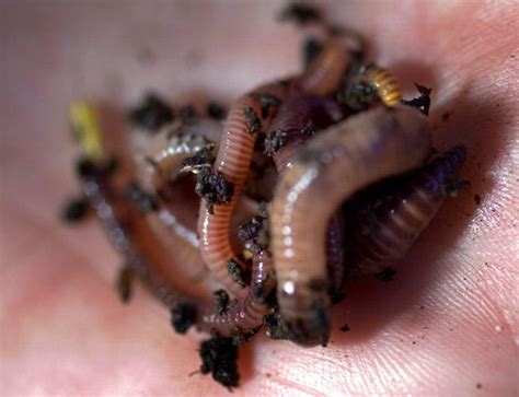worms worm wigglers composting pool inside human morris factory cluster committing suicide virginia wiggler yard bins 1000 helpful tips newport