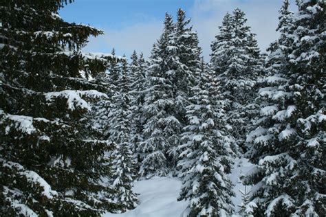 Fotos Gratis árbol Bosque Desierto Rama Montaña Nieve Frío