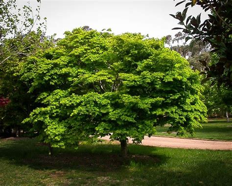 The canopy turns red in the fall before the tree loses it's leaves. Osakazuki Japanese Maple For Sale Online | The Tree Center