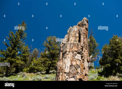 The Petrified Tree Located Near The Lost Lake Trailhead In Yellowstone