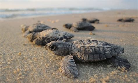 Endangered Turtles Hatch In Miracle Numbers In Mexico