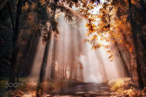 Morning Light Null Forest Photography Morning Light Nature Photos