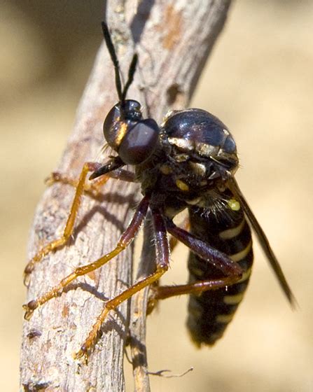Robber Fly Looks Like A Wasp Or Hornet Ceraturgus Fasciatus