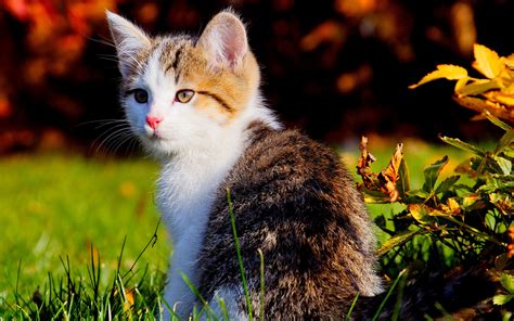 Beautiful Kitten Wallpapers And Images Wallpapers Pictures Photos