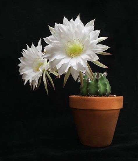Echinopsis Subdenudata Easter Lily Cactus Domino Cactus Easter