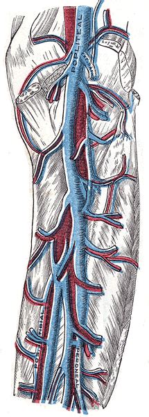 Calf Vein Thrombosis Encyclopedia Article Citizendium