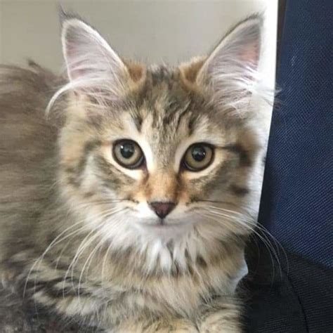 We update this page regularly to let you know about available cats. Siberian Rescue Kitties - Male Siberian Mix Cat in NSW ...