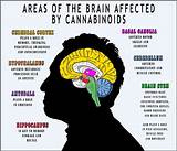 Pictures of Marijuana Brain Receptors
